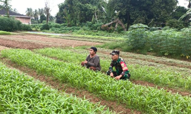 Dukung Ketahanan Pangan, Babinsa Sarolangun Bantu Perawatan Kebun Kangkung di Pulau Buayo