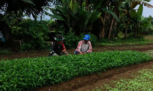 Babinsa Bantu Petani Rawat Dan Membersihkan Gulma Tanaman Kangkung