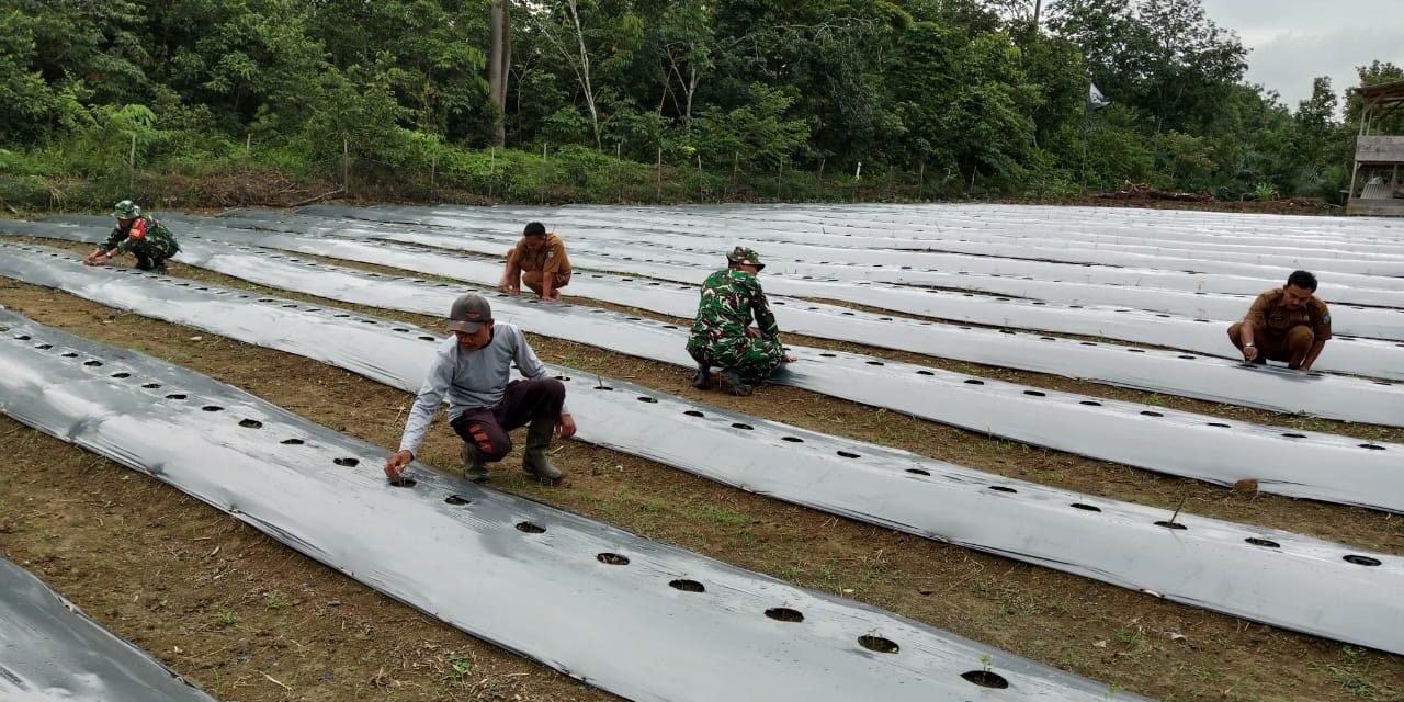 Babinsa Koramil 420-08/Tabir Dukung Program Ketahanan Pangan dengan Penanaman Cabe Rawit di Desa Sido Harjo