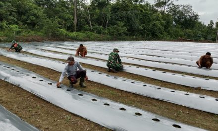 Babinsa Koramil 420-08/Tabir Dukung Program Ketahanan Pangan dengan Penanaman Cabe Rawit di Desa Sido Harjo