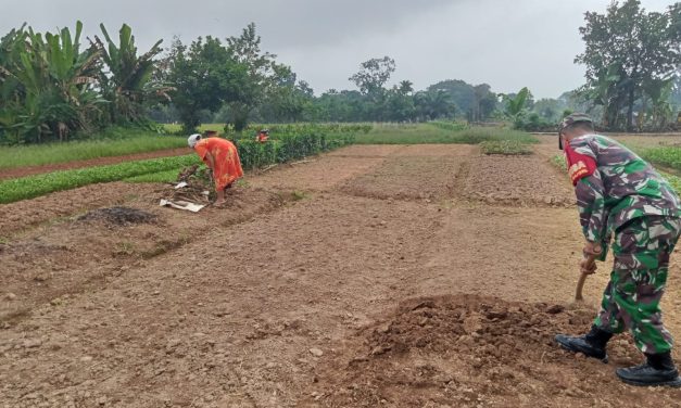 Babinsa Bantu Petani Siapkan Lahan Tanaman Baru Di Desa Binaan