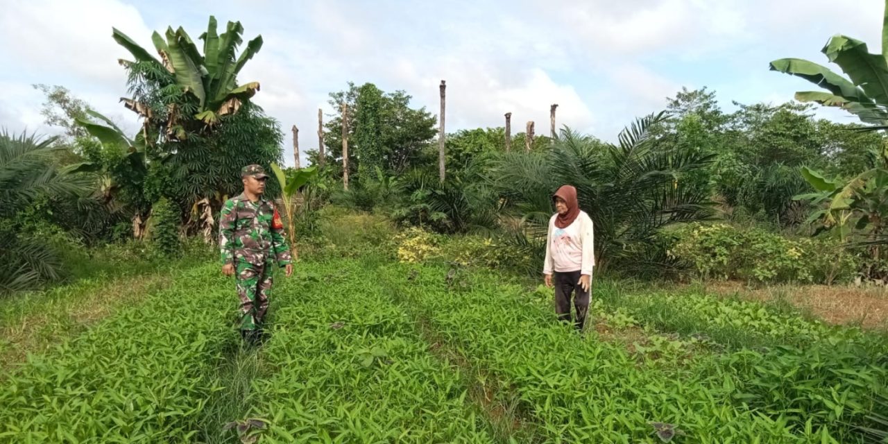 Kepedulian Babinsa Koramil 420-04/Sarolangun Terhadap Masyarakat, Melalui Perawatan Tanaman Kangkung di Desa Sukajadi