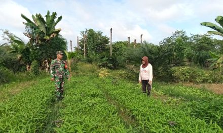 Kepedulian Babinsa Koramil 420-04/Sarolangun Terhadap Masyarakat, Melalui Perawatan Tanaman Kangkung di Desa Sukajadi