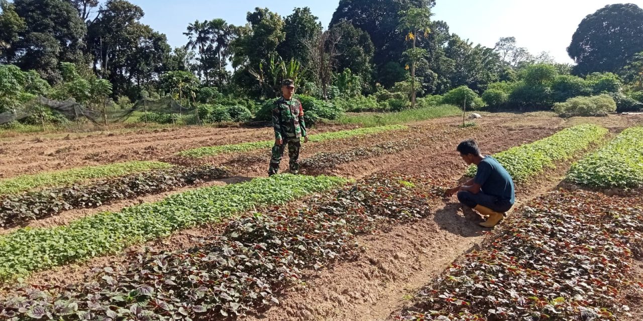 Babinsa Bantu Petani Rawat Tanaman Bayam Di Desa Binaan