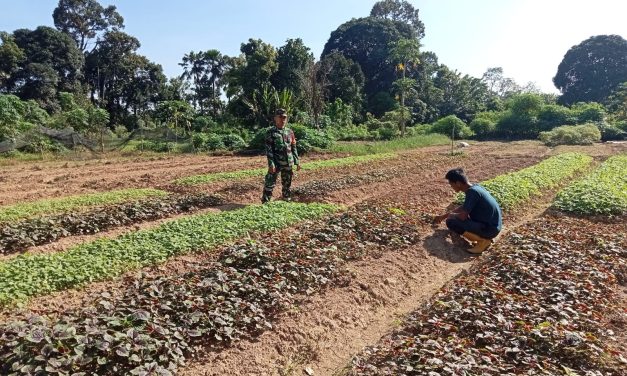 Babinsa Bantu Petani Rawat Tanaman Bayam Di Desa Binaan