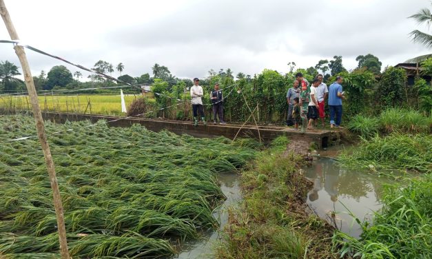Serda M. Deni Bersama Lurah, Wakil Ketua LPM, dan Ketua Poktan Pantau Sawah Terdampak Banjir di Poktan Rantau Bayur