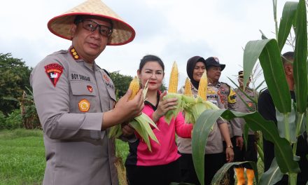 Dukung Penuh Ketahanan Pangan, Kapolresta Jambi Laksanakan Panen Jagung Serentak Tahap 1 Serta Ikuti Kegiatan Terpusat Via Zoom Meeting Serta Bansos