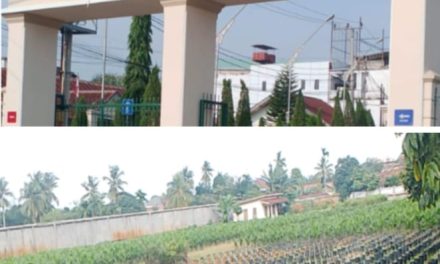 Diduga Menyalahi Aturan, Pembibitan Sawit di Kebon Handil Disorot Warga