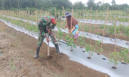 Perkokoh Ketahanan Pangan, Babinsa Dampingi Petani Atasi Gulma Tanaman