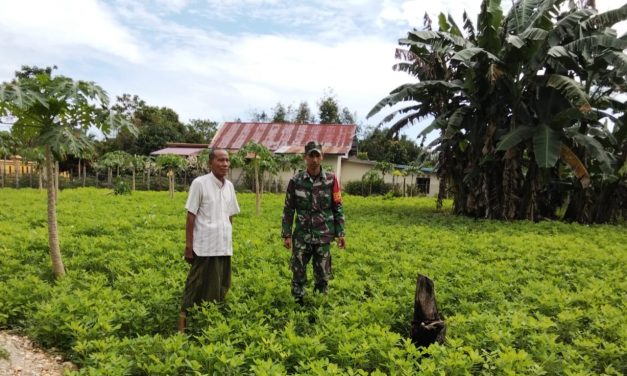 Dampingi Petani Perawatan Tanaman Kacang Tanah dan Kacang Panjang di Desa Baru