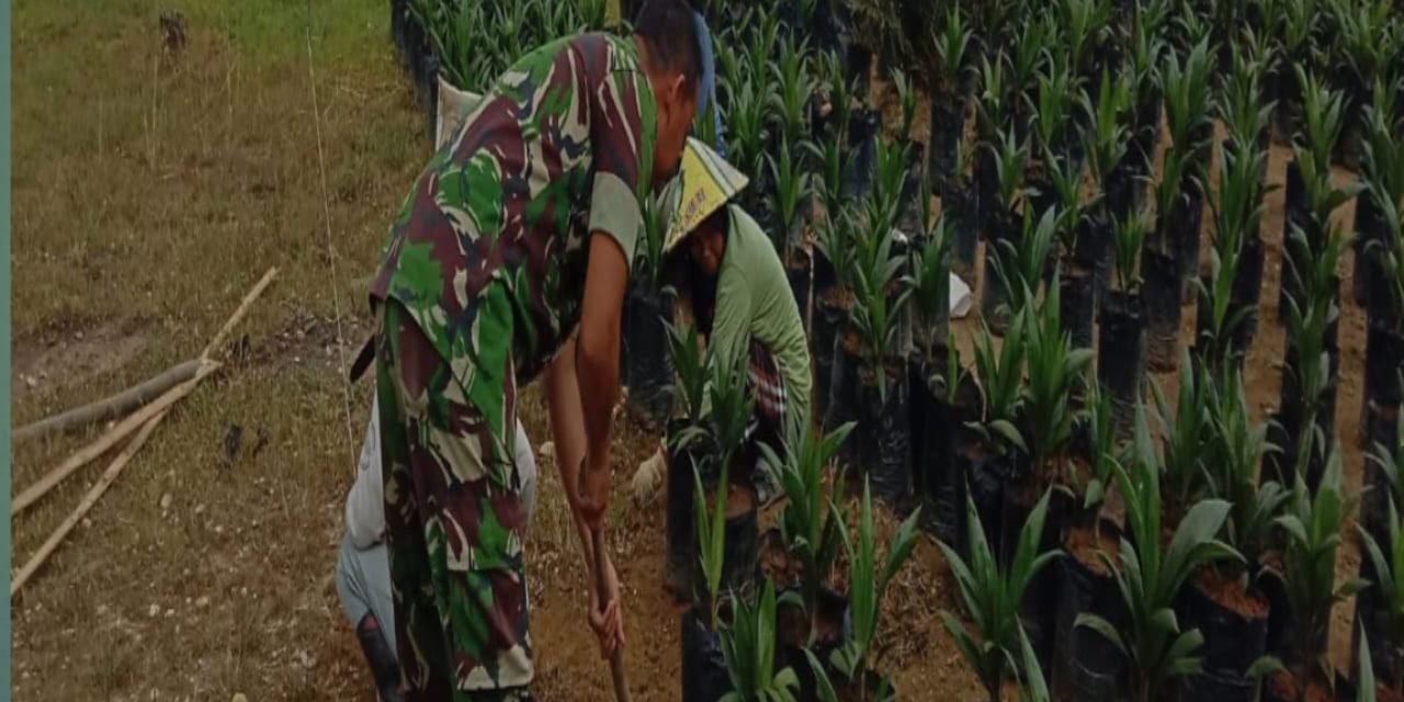 Babinsa Koramil 420-06/Muara Siau Sertu Al Husein Harahap Bantu Petani Sawit di Desa Air Lago