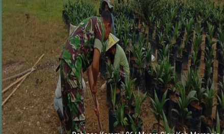 Babinsa Koramil 420-06/Muara Siau Sertu Al Husein Harahap Bantu Petani Sawit di Desa Air Lago