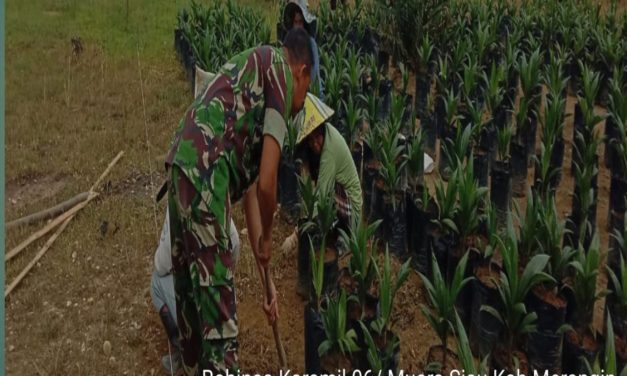 Babinsa Koramil 420-06/Muara Siau Sertu Al Husein Harahap Bantu Petani Sawit di Desa Air Lago