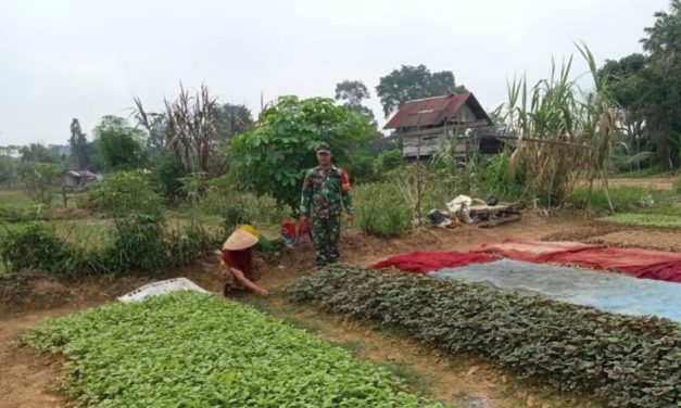 Laksanakan Pendampingan dan Bantu Petani Tanam Sayur Bayam untuk Dukung Ketahanan Pangan Masyarakat