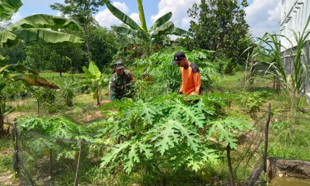 Babinsa Dampingi Petani Rawat Tanaman Cabai dan Terong untuk Ketahanan Pangan