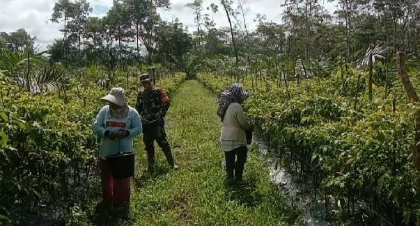Dukung Program Ketahanan Pangan, Babinsa Bantu Petani Panen Cabai