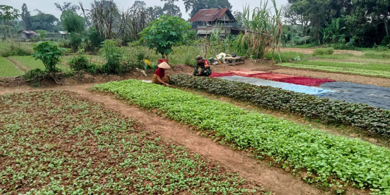 Babinsa Bantu Petani Bersihkan Gulma Sayuran