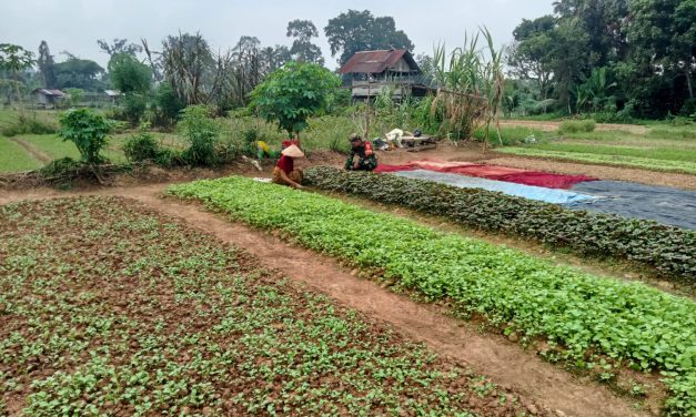 Babinsa Bantu Petani Bersihkan Gulma Sayuran