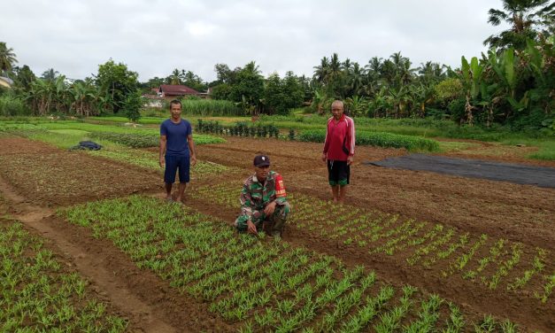 Wujudkan Hanpangan, Babinsa Dampingi Petani Di Wilayah Desa Binaan.