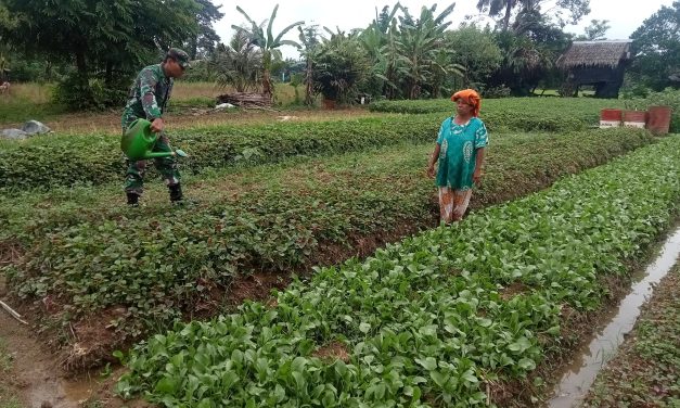 Babinsa Koramil 04/Sarolangun melihat Pertumbuhan Tanaman Sayur Bayam Masyarakat Binaan