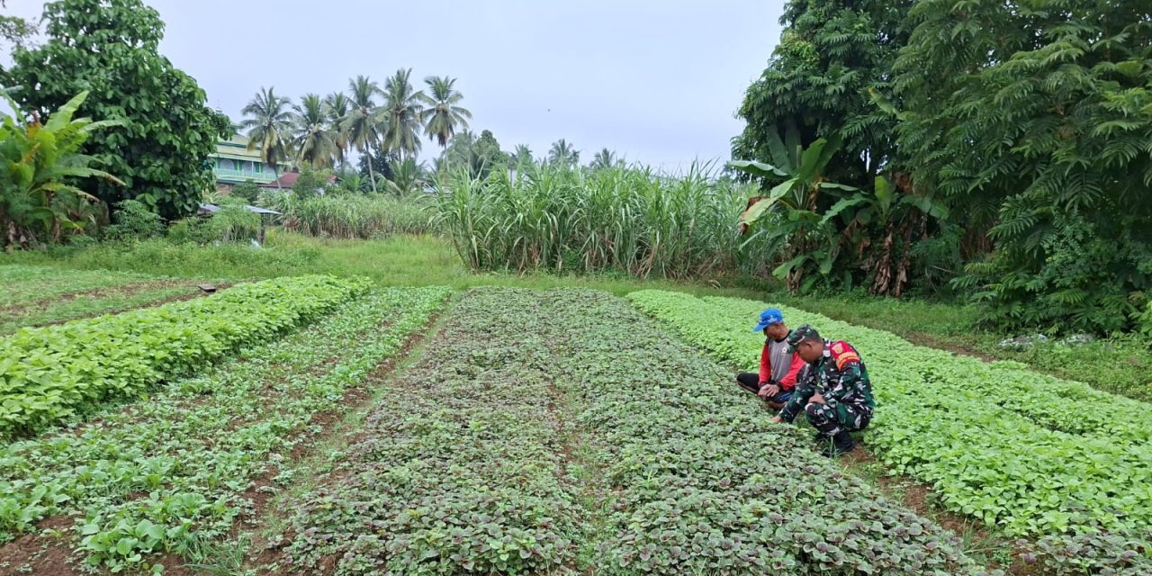 Babinsa Koramil 04/Sarolangun Rutinkan Dampingi Petani