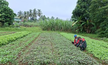 Babinsa Koramil 04/Sarolangun Rutinkan Dampingi Petani