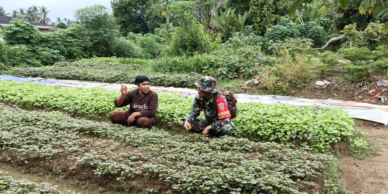 Perkuat Hanpangan di Wilayah Binaannya Babinsa Laksanakan Pendampingan
