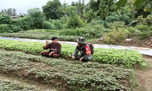 Perkuat Hanpangan di Wilayah Binaannya Babinsa Laksanakan Pendampingan
