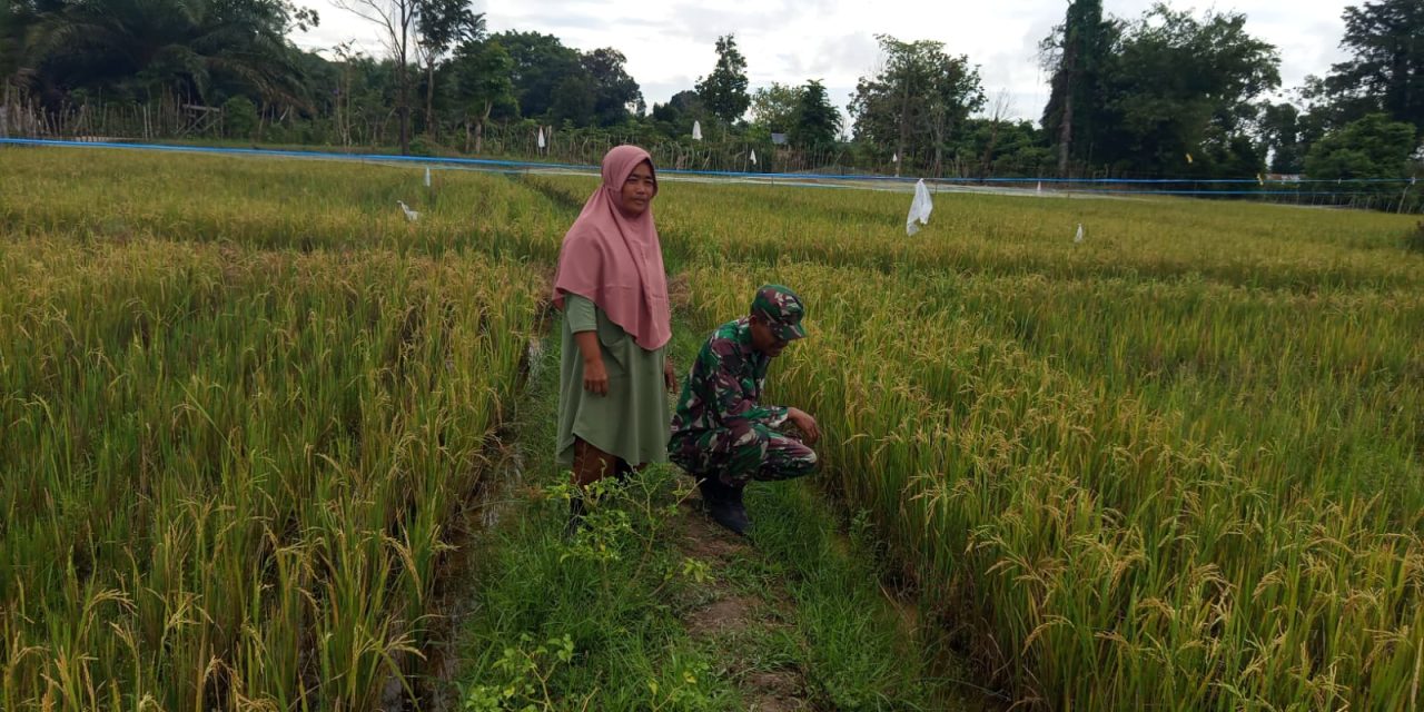 Babinsa Koramil 420-04/ Sarolangun Pantau Perkembangan Tanaman Padi