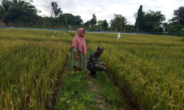Babinsa Koramil 420-04/ Sarolangun Pantau Perkembangan Tanaman Padi