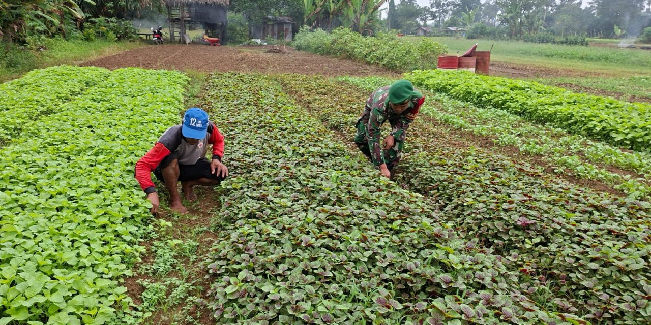 Tingkatkan Ketahanan Pangan, Babinsa Sarolangun Bantu Perawatan Tanaman Bayam