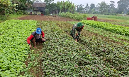 Tingkatkan Ketahanan Pangan, Babinsa Sarolangun Bantu Perawatan Tanaman Bayam