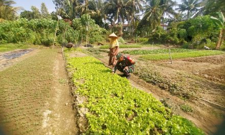 Babinsa Bantu Petani Membersihkan Gulma Kebun Sayur Saladri