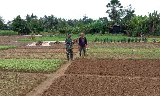 Perkuat Hanpangan di Wilayah Teritorinya Babinsa Laksanakan Pendampingan