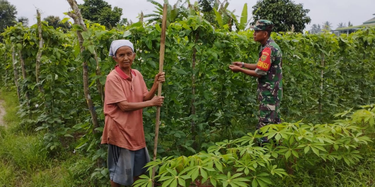 Dampingi Petani Rawat Tanaman, Bentuk Dukungan Babinsa Terhadap Ketahanan Pangan