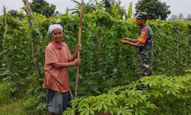 Dampingi Petani Rawat Tanaman, Bentuk Dukungan Babinsa Terhadap Ketahanan Pangan