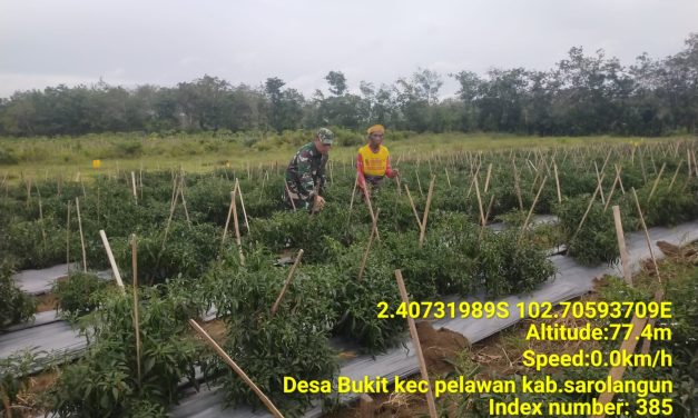 Dukung Program Ketahanan Pangan Babinsa Bantu Petani Panen Cabe Merah