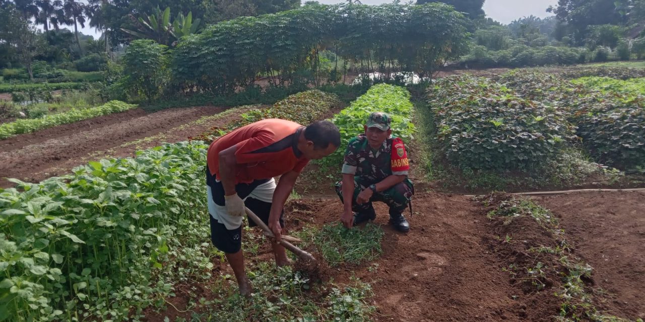 Dukung Ketahanan Pangan, Babinsa Gunung Kembang Terjun Langsung Bersihkan Lahan Sayur Warga Pendampingan Nyata Babinsa Koramil 04/Sarolangun dalam Mendorong Produksi Pertanian Lokal
