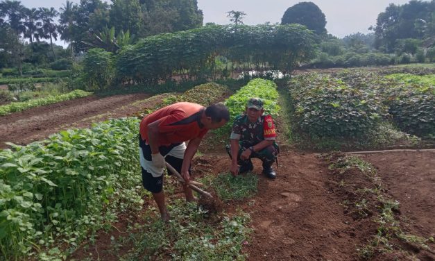 Dukung Ketahanan Pangan, Babinsa Gunung Kembang Terjun Langsung Bersihkan Lahan Sayur Warga Pendampingan Nyata Babinsa Koramil 04/Sarolangun dalam Mendorong Produksi Pertanian Lokal