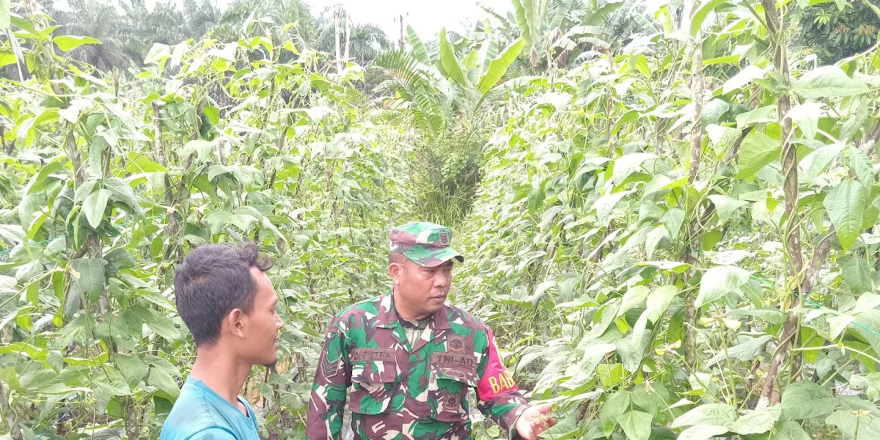 Tingkatkan Hasil Panen, Babinsa Koramil 420-09/Bangko Lakukan Pendampingan Terhadap Petani Palawija