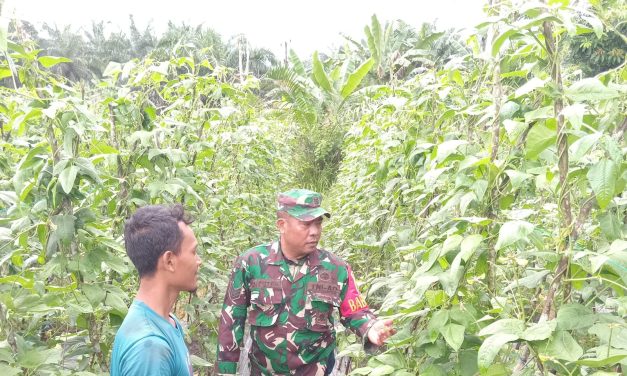 Tingkatkan Hasil Panen, Babinsa Koramil 420-09/Bangko Lakukan Pendampingan Terhadap Petani Palawija