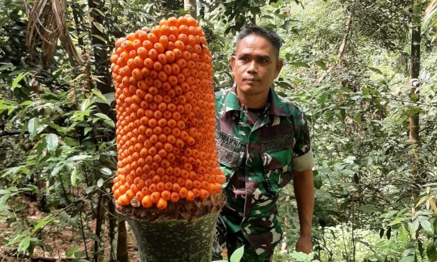 Bunga Bangkai Ditemukan Babinsa Saat Patroli Hutan di Merangin