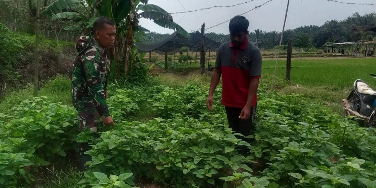 Pendampingan dan Bantu Petani sayur