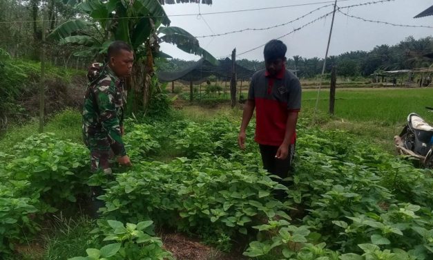 Pendampingan dan Bantu Petani sayur