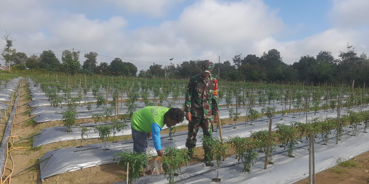 Dampingi Petani Cabe, Dorong Peningkatan Kualitas Panen