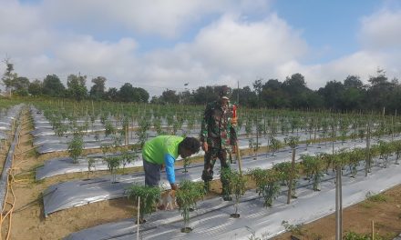 Dampingi Petani Cabe, Dorong Peningkatan Kualitas Panen