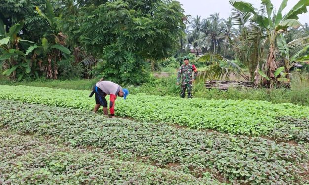Bersama Petani, Babinsa Wujudkan Kemandirian Pangan di Kabupaten Sarolangun