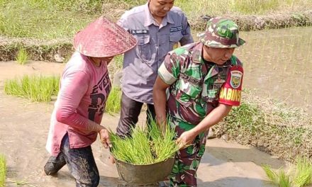 Bersama PPL dan Poktan Laksanakan Penanaman Padi di Desa Sekancing