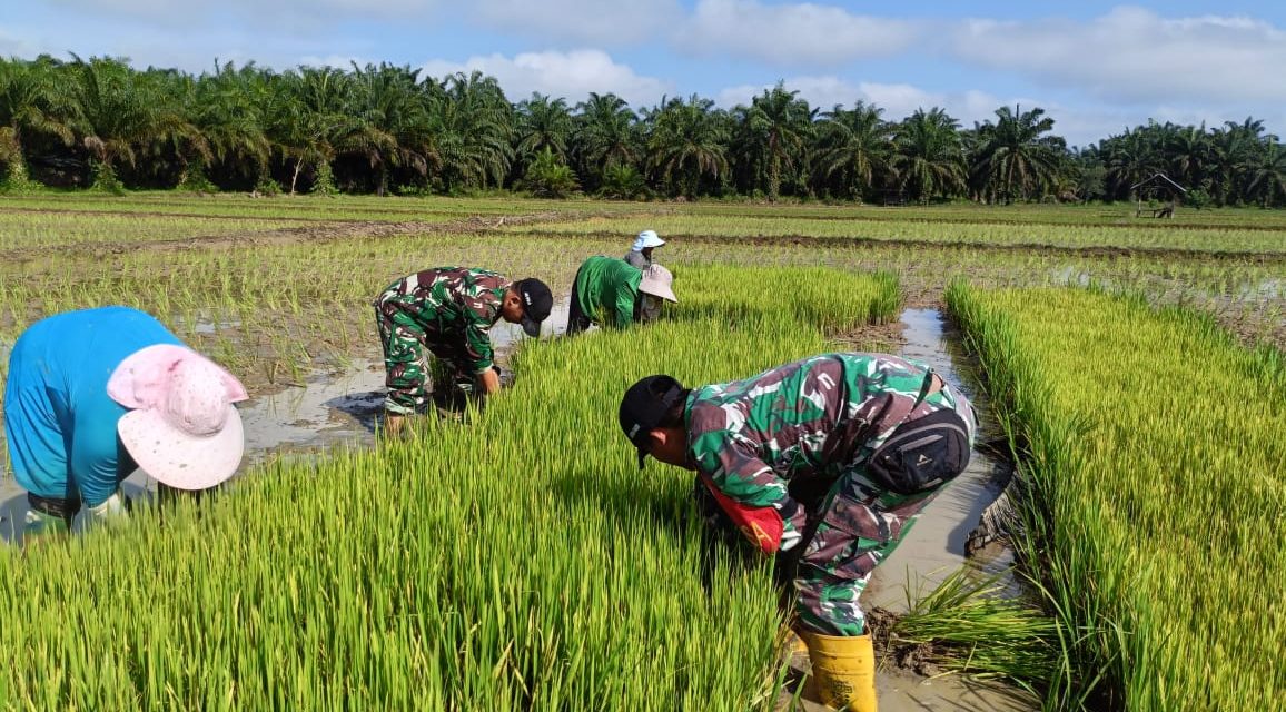 Dampingi Penanaman Perdana Padi Sawah di Desa Pematang Kabau