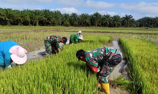 Dampingi Penanaman Perdana Padi Sawah di Desa Pematang Kabau